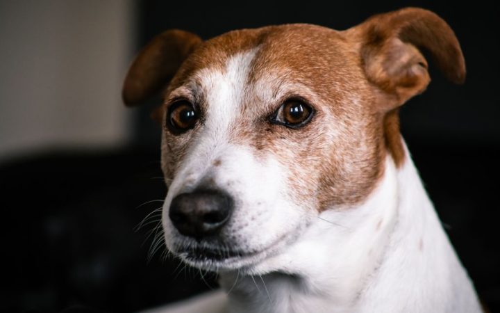 Calo delle ricerche per la vendita di immobili pet friendly UK dopo le nuove regole: effetti e prospettive