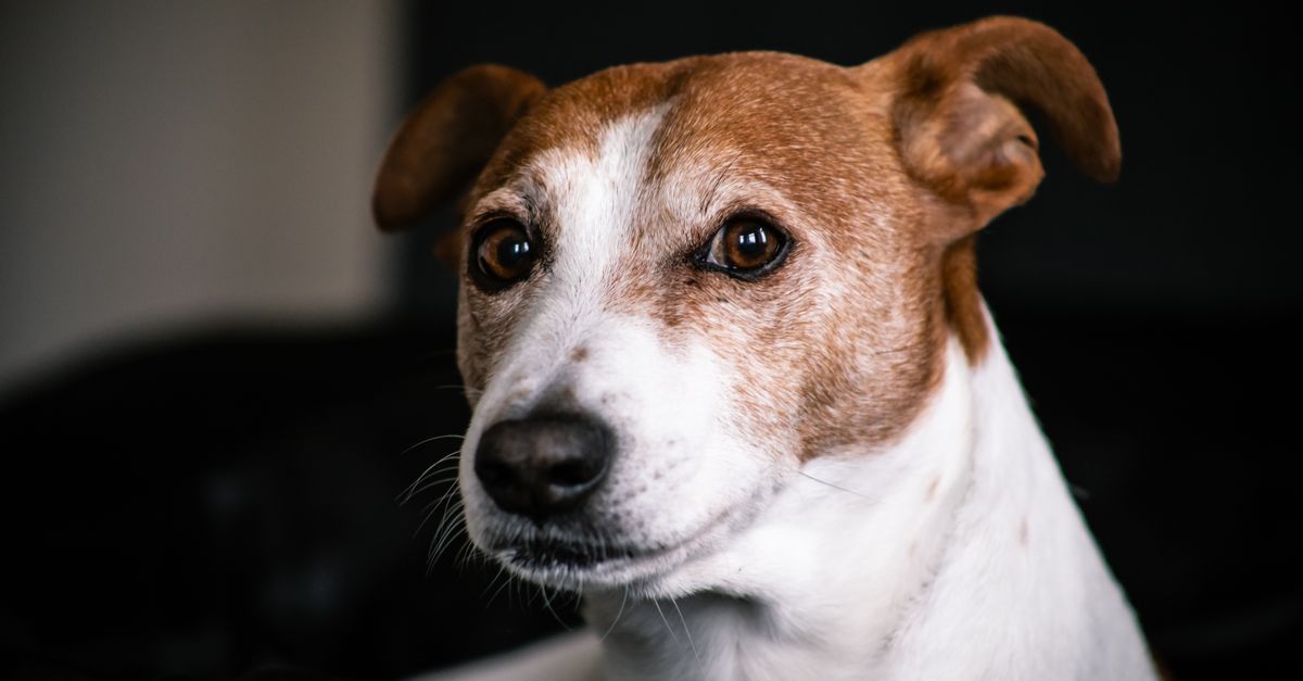 Calo delle ricerche per la vendita di immobili pet friendly UK dopo le nuove regole: effetti e prospettive