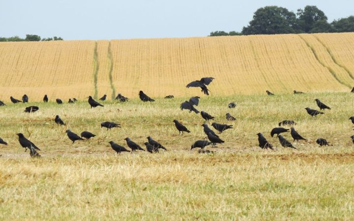 Approvazione imminente per Jackdaw gas field vicino Aberdeen: sfide ambientali e politiche