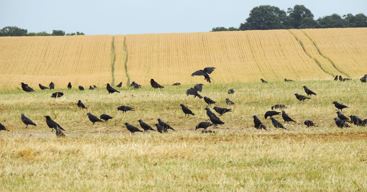 Approvazione imminente per Jackdaw gas field vicino Aberdeen: sfide ambientali e politiche