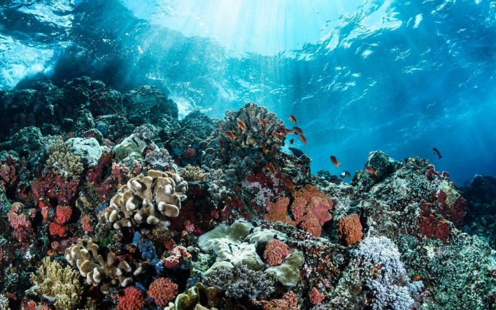 Blue Planet III sceglie autenticità: meno AI, più realtà