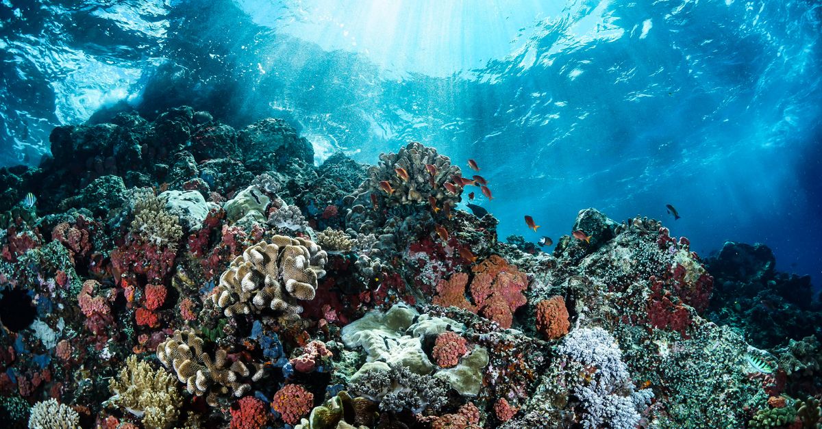 Blue Planet III sceglie autenticità: meno AI, più realtà